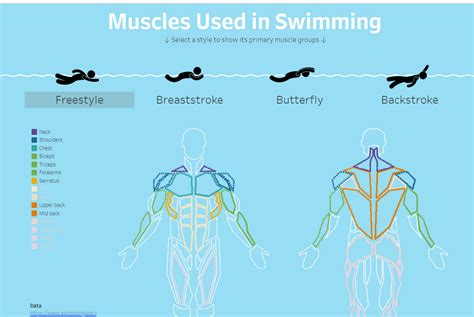 Butterfly Stroke Diagram