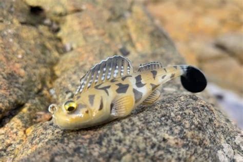 Pesca De Lubinas Con El Dark Sleeper En Zonas Congestionadas Desde La