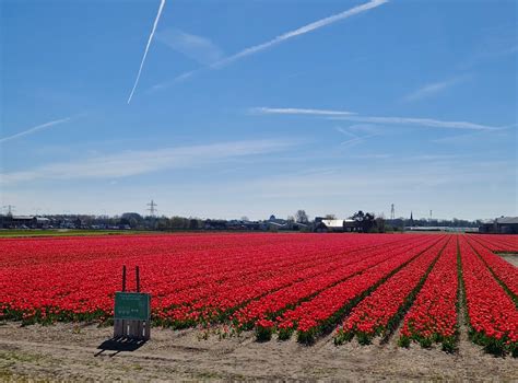 The Complete Guide To Visiting The Flower Fields In The Netherlands