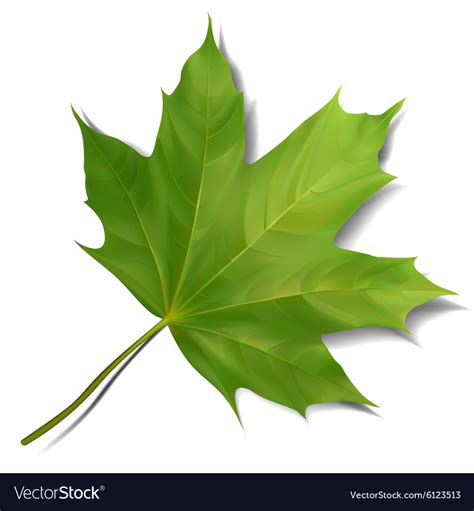 Green maple leaf isolated on white background Vector Image