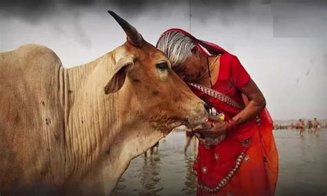 Celebrate Cow Hug Day On 14 February Animal Welfare Board Issued A