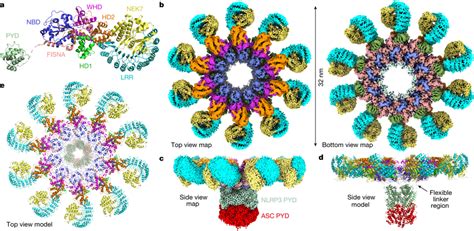 Cryo Em Structure Of The C Nlrp Nek Asc Inflammasome Complex A An