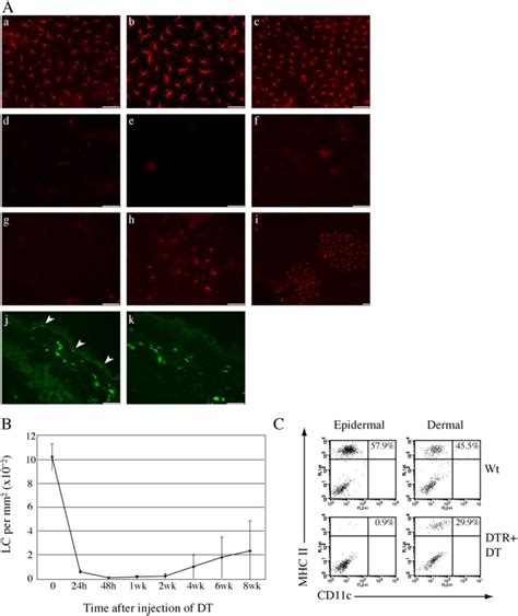 Efficient And Specific Ablation Of LC From Langerin DTR Mice A