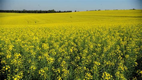 Produtores Do Canad Estimam Poss Vel Queda De Na Produ O De