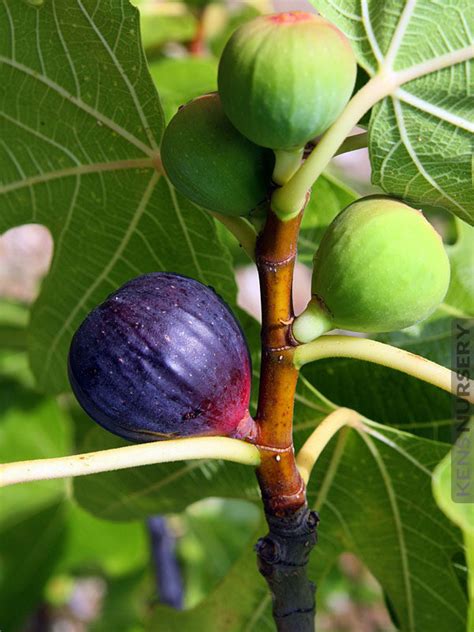 Texas Blue Giant Fig Tree Kens Nursery