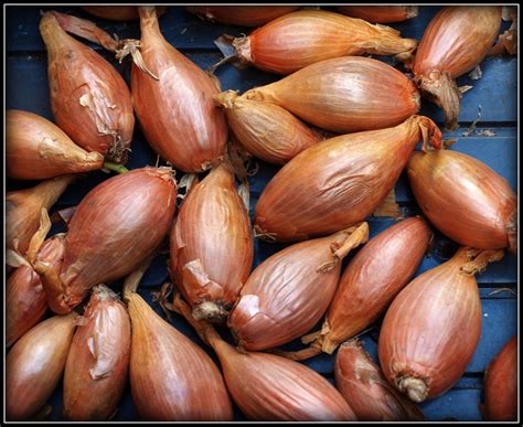 Mark S Veg Plot Shallots Longor