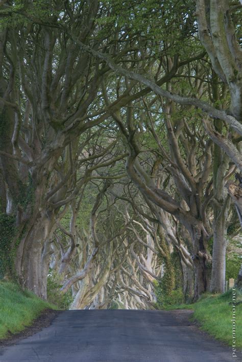 Northern Ireland - The Dark Hedges - petermolnar.net