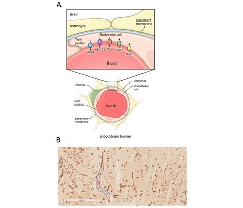 A Schematic Representation Of The Blood Brain Barrier The Blood Brain