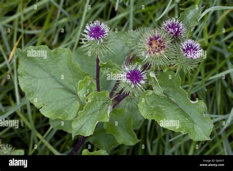 Greater Burdock Arctium Lappa Stock Photo Alamy