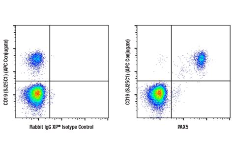 Pax D H X Xp Rabbit Mab Bsa And Azide Free Cell Signaling