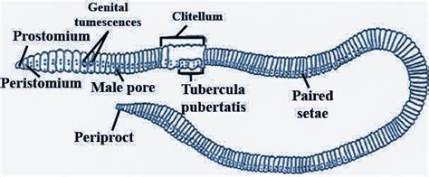 Clitellum in earthworm are present in which of the following segments?A ...