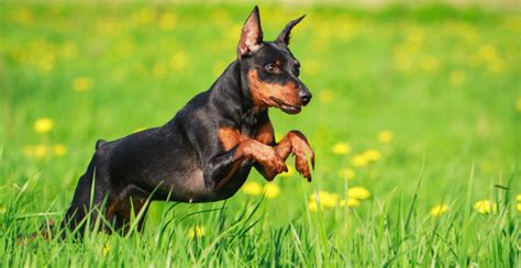 Miniature Pinscher Guide (Lifespan, Size & Characteristics)