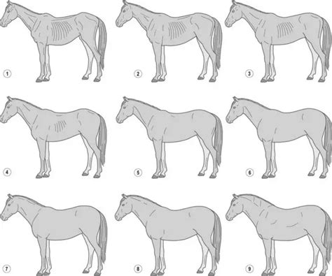 HORSE DIET PLAN: Guide & Tips – Just for my Horse