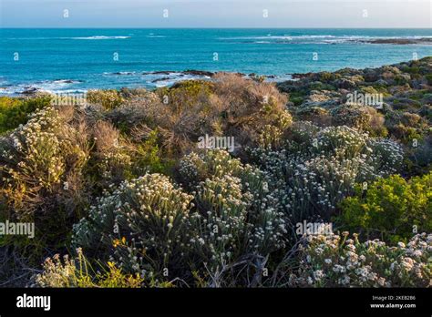 Typical Coastal Fynbos Vegetation In The Cape Agulhas Region Lagulhas