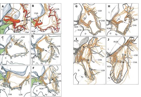 [PDF] Surgical anatomy of the innervation of pylorus in human and Suncus murinus, in relation to ...