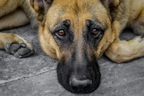 Blind Old Dog Who Fell Down 15 Foot Hole Rescued By California