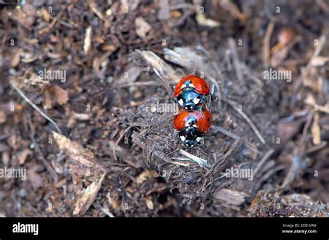 A Pair Of Seven Spotted Ladybugs Or Ladybirds Coccinella