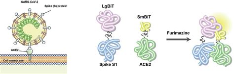 Luciferase Based Biosensors In The Era Of The Covid Pandemic Acs