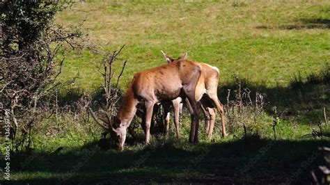 Deer in the forest Stock Video | Adobe Stock