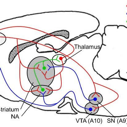 Modulatory Dopaminergic Neurons Blue Project To The Dorsal Striatum