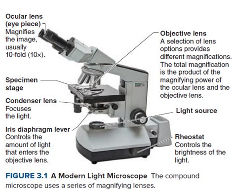 Compound Light Microscope Optics Magnification And Uses Shelly Lighting