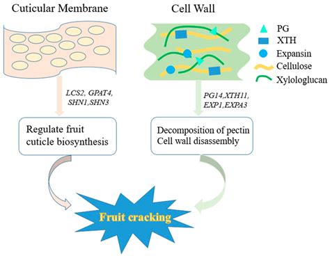 Agronomy Free Full Text Advances In Mechanisms And Omics Pertaining