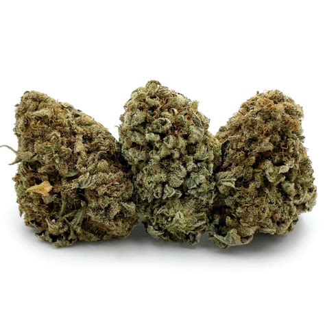 Berry Blast | Pacific Grass