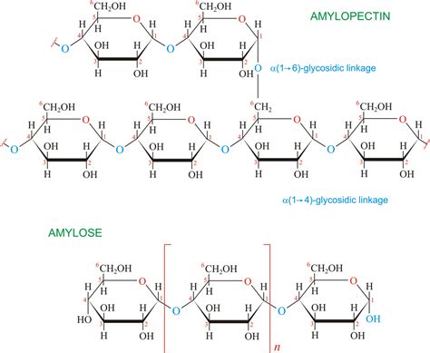 Starch - AmylaseImportant for starch hydrolysis