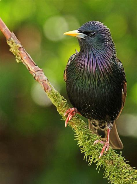 Birds in Thailand: Common Starling | Common starling, Starling, Pretty birds