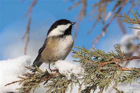 Washington Black Capped Chickadee In The Snow