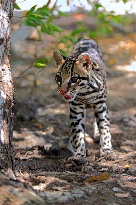 Ocelot,Felis pardalis,Honduras,South America,adult male on ground ...