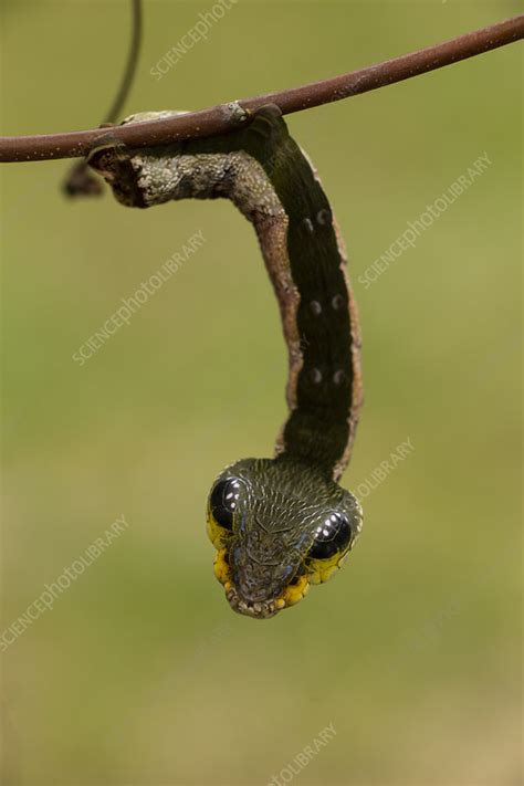 Sphinx hawk moth caterpillar - Stock Image - C049/5620 - Science Photo ...