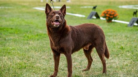 Australian Kelpie Dog Breed Health And Care Petmd