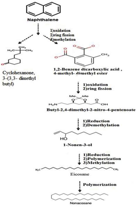 Proposed Pathway Of Degradation Of Naphthalene By Isolated Strain Mam