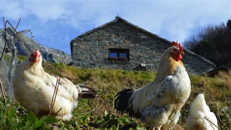 Piemonte Meraviglioso Autunno In Valsesia Trekking All Alpe Sattal