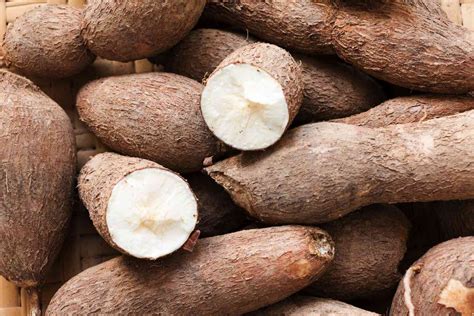 The Environmental Impacts Of Cassava Production In Nigeria How Researchers Are Turning The