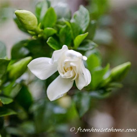 White Flowering Shrubs 20 Of The Best Varieties For Your Garden Gardening From House To Home