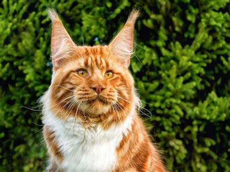 Huge Orange Maine Coon Cat 'Shipped in From Siberia' Has Us Awe-Struck