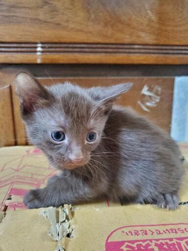 産まれたばかりの子猫ちゃん Yuchammm 日本ライン今渡の猫の里親募集｜ジモティー