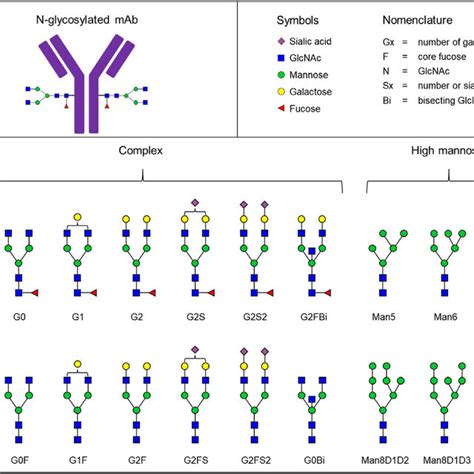 Some Common N Glycan Structures And Their Nomenclature Download