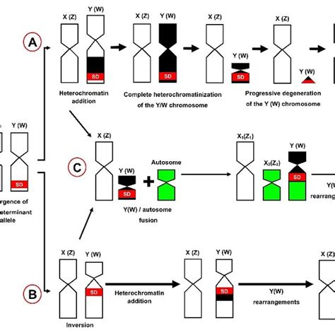 Pathways Of Sex Chromosome Diversification In Lizards A