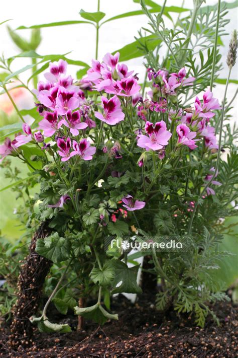 Pelargonium Citriodorum Lemon Scented Geranium 111070 Flowermedia