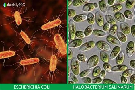 prokaryotic cell   functions definition