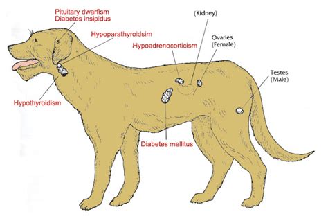 Animal Endocrine Clinic An Overview Of Endocrine Disease In Dogs And Cats