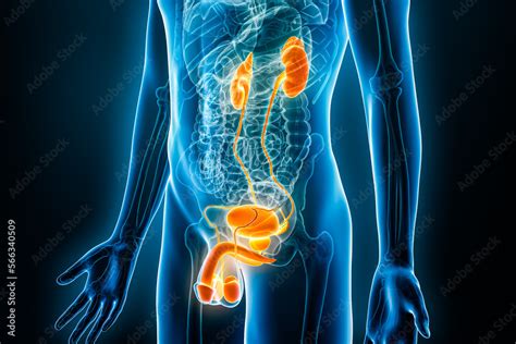 Anatomy Of Male Urogenital Or Genitourinary System Xray 3D Rendering