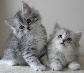 catlist: Siberian Kitten Picture