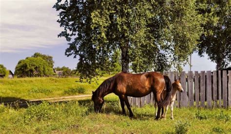 Пословицы про коня - 7 пословиц и поговорок