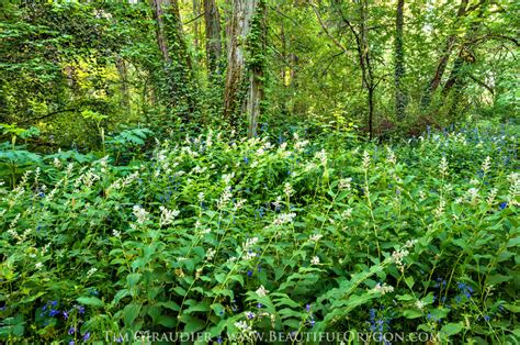 Wildflowers Willamette Valley Eugene Oregon Photography 571 32 206