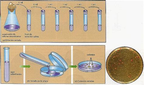 Medios De Cultivo En Microbiolog A Explorando El Universo De La