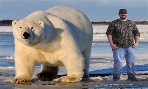 Polar Bear vs Tiger – Siberian Tiger vs Polar Bear • Polar Bear Facts